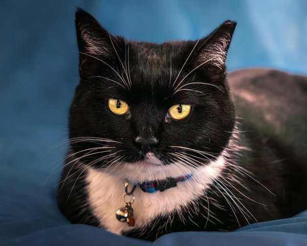 Ernährungsstrategien für über 50-jährige Vegetarier: So gestalten Sie eine nährstoffreiche Ernährung!